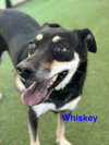 Whiskey