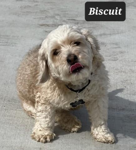 Biscuit
