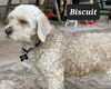 Biscuit