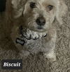 Biscuit
