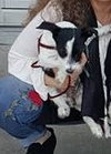 Lulu