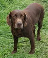 Hershey