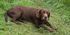 Hershey
