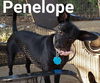 Penelope