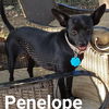 Penelope