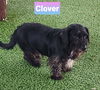 Clover