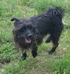 Pepper