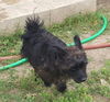 Pepper
