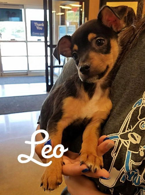 Leo
