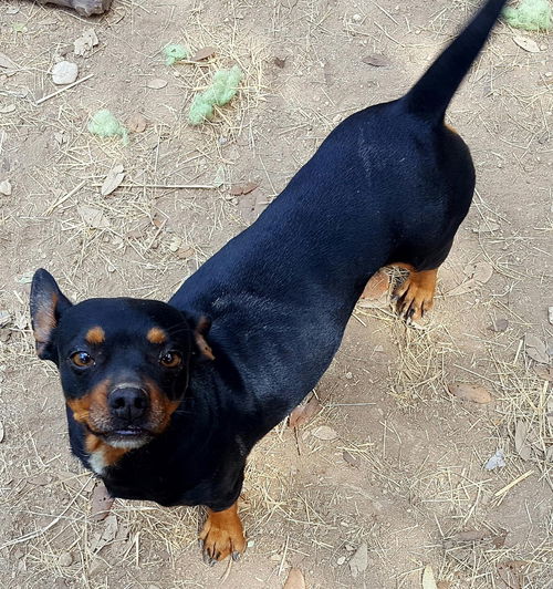 Tillie