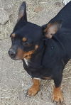 Tillie