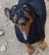 Tillie