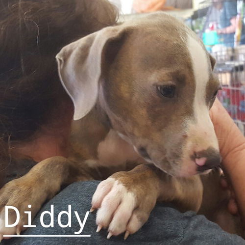 Diddy Jones