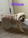Willow
