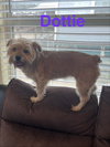 Dottie