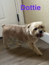 Dottie