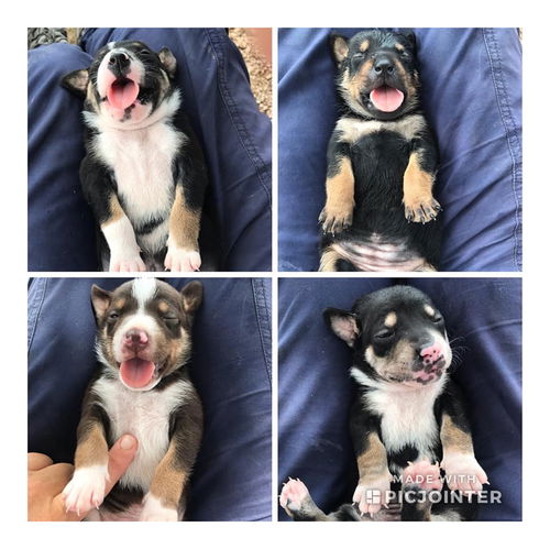 Meridia Pup 3. Marina