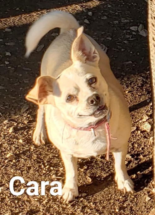 Cara