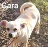 Cara