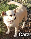 Cara