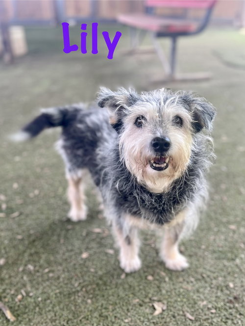 Lilly, an adoptable Scottish Terrier Scottie in Pipe Creek, TX