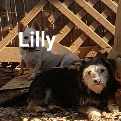 Lilly