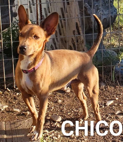 Chico