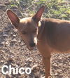 Chico
