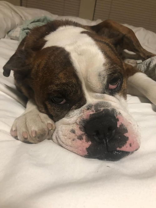 Hank
