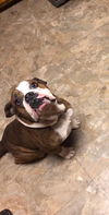 Hank