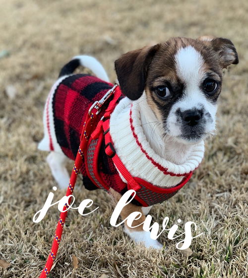 Joe lewis