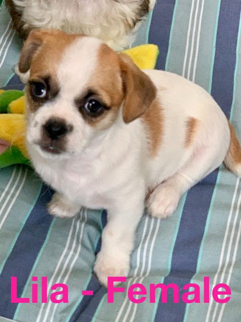 Lila