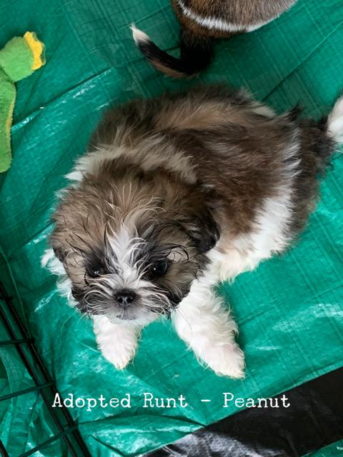 Peanut