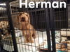 Herman