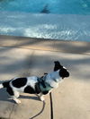 Bessie