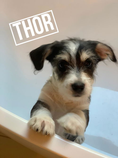 Thor-schnauzer-chi 3