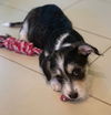 Thor-schnauzer-chi 3