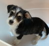 Thor-schnauzer-chi 3