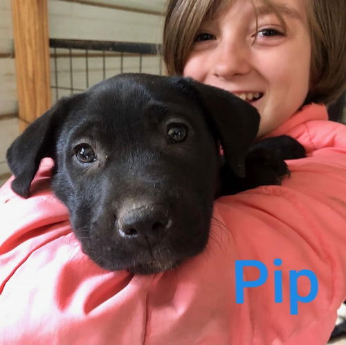 Pip