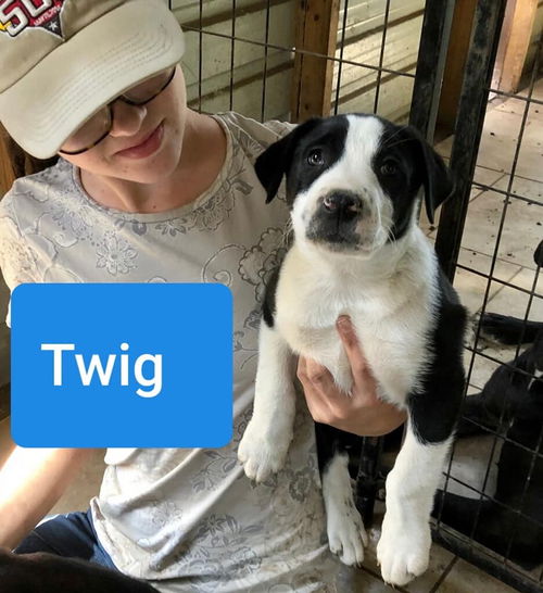 Twig