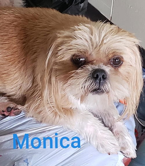 Monica
