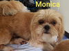 Monica