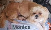 Monica