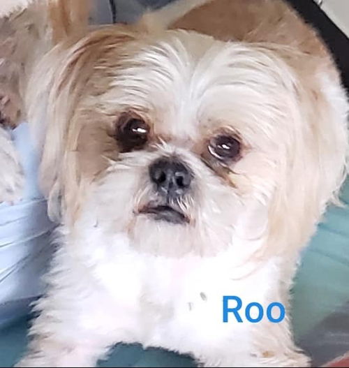 Roo