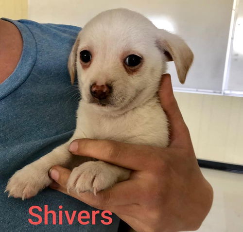 Shivers (Peaches)