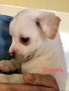 Shivers (Peaches)