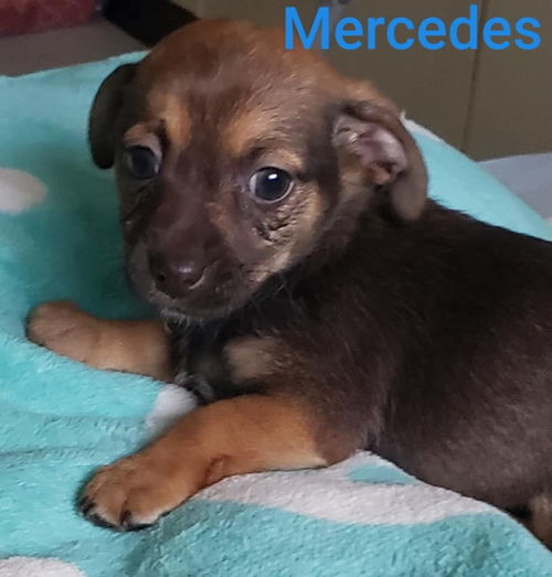 Mercedes