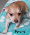 Porche