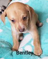 Bentley