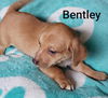 Bentley